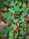 Dioscorea opposita Thunb Royalty Free Stock Photo