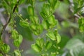 Dioscorea tokoro Female flowers and three winged young capsules.