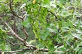 Dioscorea tokoro Female flowers and three winged young capsules.