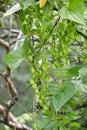 Dioscorea tokoro Female flowers and three winged young capsules.