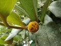 Diospyros blancoi A. DC. fruit (Bisbul or Butter Fruit)