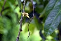 Diospyros curtisi, fragrance flower tree