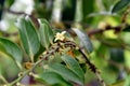 Diospyros curtisi, fragrance flower tree