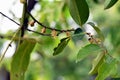 Diospyros curtisi, fragrance flower tree