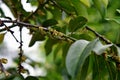 Diospyros curtisi, fragrance flower tree