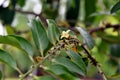 Diospyros curtisi, fragrance flower tree