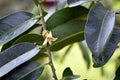 Diospyros curtisi, fragrance flower tree