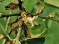 Diospyros curtisi, fragrance flower tree