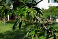 Diospyros curtisi, fragrance flower tree