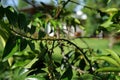 Diospyros curtisi, fragrance flower tree