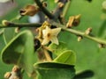 Diospyros curtisi, fragrance flower tree