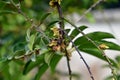 Diospyros curtisi, fragrance flower tree