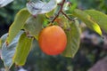 Diospyros kaki or persimmon tree, detail of a brunch bearing one ripe and waxy fruit Royalty Free Stock Photo