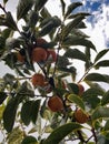 Diospyros kaki tree with green leaves and persimmons Royalty Free Stock Photo