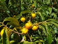 Diospyros kaki tree with green leaves and persimmons Royalty Free Stock Photo