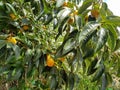 Diospyros kaki tree with green leaves and persimmons Royalty Free Stock Photo