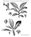Diospyros lotus Date plum caucasian persimmion and Isonandra illustration from Brockhaus Konversations-Lexikon 1908