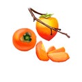 Date plum tree with fruit slices isolated on white. Diospyros lotus, date-plum, Caucasian persimmon, or lilac persimmon