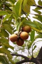 Diospyros malabarica fruit