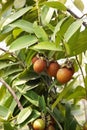 Diospyros malabarica fruit