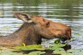 Diped female moose Royalty Free Stock Photo