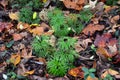 Fan Clubmoss, Georgia