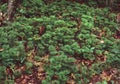 Diphasiastrum digitatum southern ground cedar Royalty Free Stock Photo