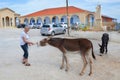 Dipkarpaz, Karpas Peninsula, Northern Cyprus - Oct 3rd 2018: Older woman feeding wild donkeys with carrots on a parking lot.