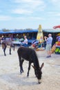 Dipkarpaz, Karpas Peninsula, Northern Cyprus - Oct 3rd 2018: Wild donkeys standing on the street by outdoor market Royalty Free Stock Photo