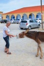 Dipkarpaz, Northern Cyprus - Oct 3rd 2018: Woman feeding a wild donkey with a carrot. Taken on a city street with parking lot in Royalty Free Stock Photo