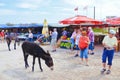 Dipkarpaz, Rizokarpaso, Karpas Peninsula, Turkish Northern Cyprus - Oct 3rd 2018: Older tourists taking pictures of wild donkeys