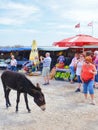 Dipkarpaz, Turkish Northern Cyprus - Oct 3rd 2018: Wild donkey on the outdoor fruit market. Tourists are taking pictures of the Royalty Free Stock Photo