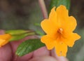 Diplacus aurantiacus, Orange bush monkey-flower