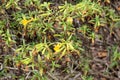 Diplacus aurantiacus, Orange bush monkey-flower