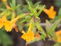 Diplacus aurantiacus, Orange bush monkey-flower