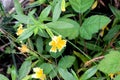 Diplacus aurantiacus `Pamela`, Monkey Flower cultivar