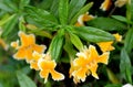 Diplacus aurantiacus `Pamela`, Monkey Flower cultivar