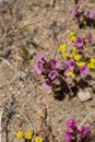 DIPLACUS BIGELOVII BLOOM - PIONEERTOWN MP - 050820 B