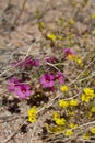 DIPLACUS BIGELOVII BLOOM - PIONEERTOWN MP - 050820 D