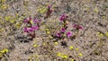 DIPLACUS BIGELOVII BLOOM - PIONEERTOWN MP - 050820 V A