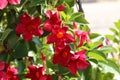 Beautiful red flowers in the garden Royalty Free Stock Photo