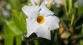 Dipladenia bush white with blossomed flowers Royalty Free Stock Photo