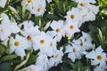 Dipladenia bush white with blossomed flowers Royalty Free Stock Photo