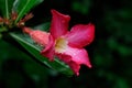 Dipladenia with dew