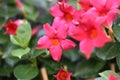 Dipladenia (Mandevilla)