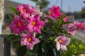 Dipladenia mandevilla pink flower in bloom, rocktrumpet ornamental tropical flowering plant