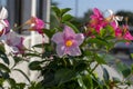 Dipladenia mandevilla pink flower in bloom, rocktrumpet ornamental tropical flowering plant