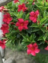 Dipladenia Royalty Free Stock Photo
