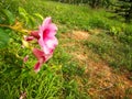 Dipladenia sanderi , Brazilian jasmine, pink flowers blooming in the garden on natural background.