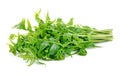 Diplazium esculentum or edible vegetable fern